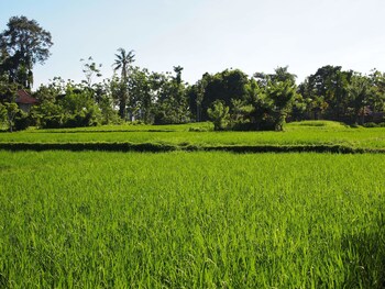 Deluxe Room (Garden) | View from room