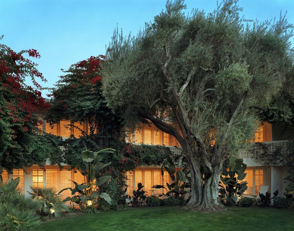 Árbol grande frente a un edificio con luz cálida al atardecer